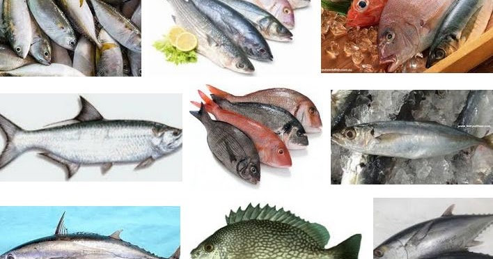 Berikut yang merupakan jenis-jenis ikan air tawar