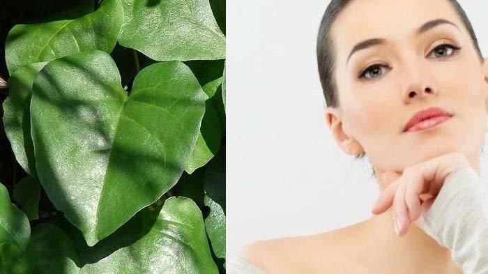 Benefits of Binahong Leaves for Face, Help Overcome Acne